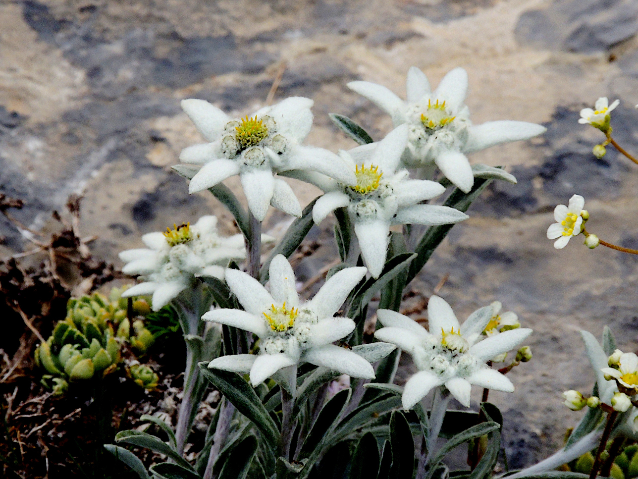 Flor de las nieves (Leontopodium alpinum)