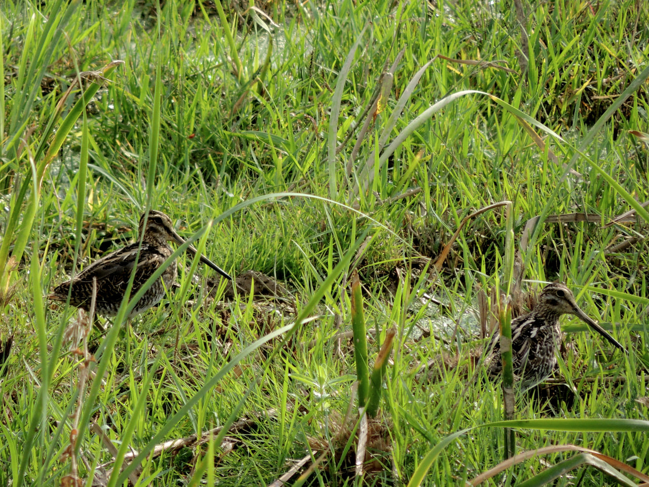 Agachadiza común (Gallinago gallinago), Cal Tet septiembre 2013
