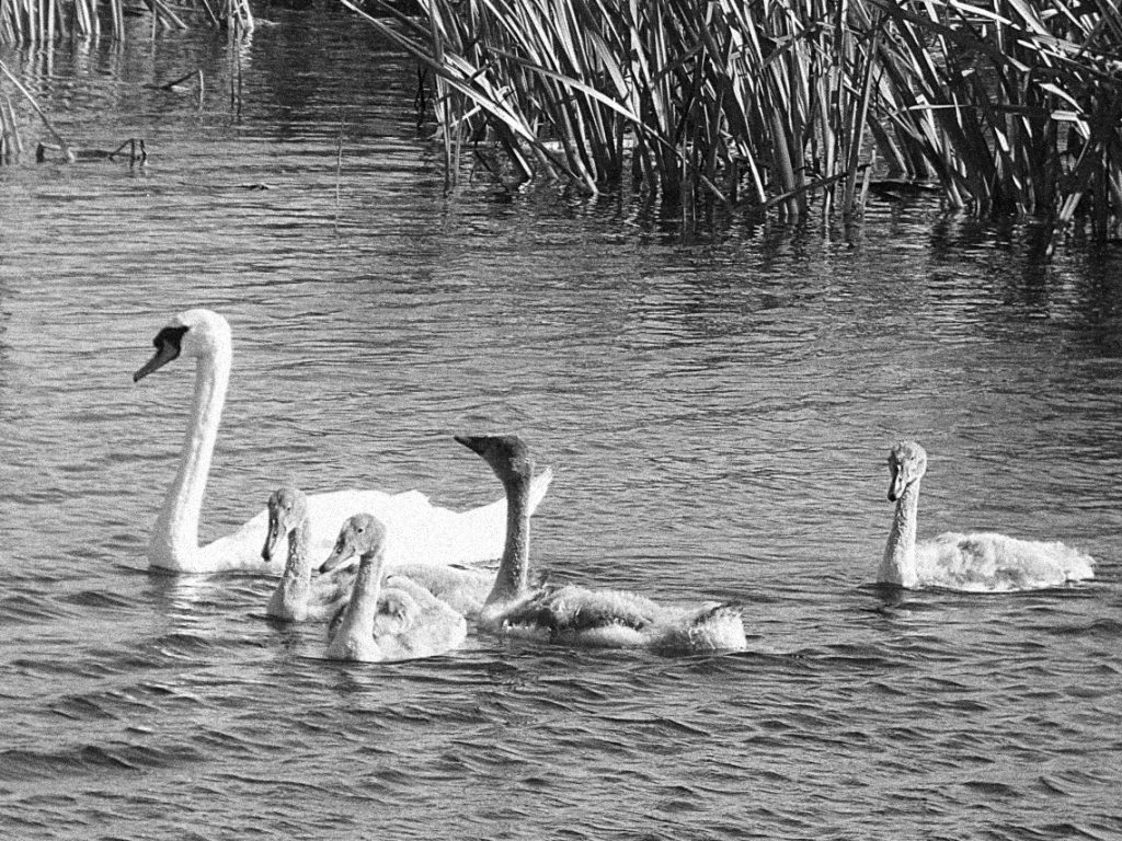 Cisnes (Cygnus olor) en el lago Corrib cerca de Galway.