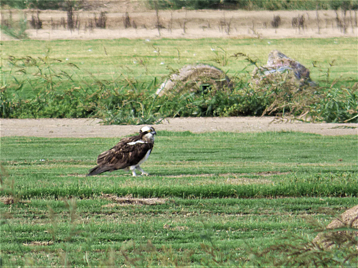 Águila pescadora, delta del Ebro.