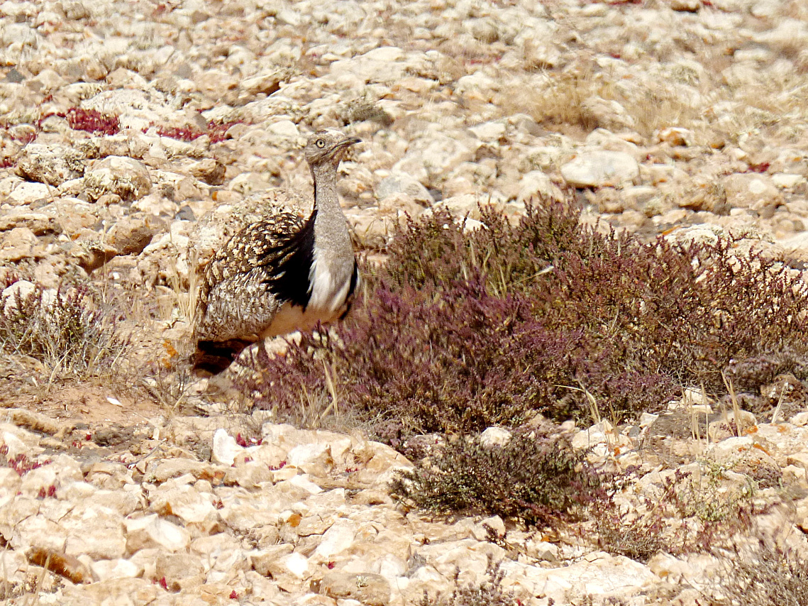 Avutarda hubara (Chlamydotis undulata) - Tindaya (Fuerteventura) - marzo 2017