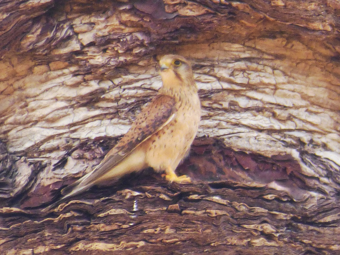 Cernícalo vulgar (Falco tinnunculus dacotiae) - Barranco de las Peñitas (Fuerteventura) - marzo 2017