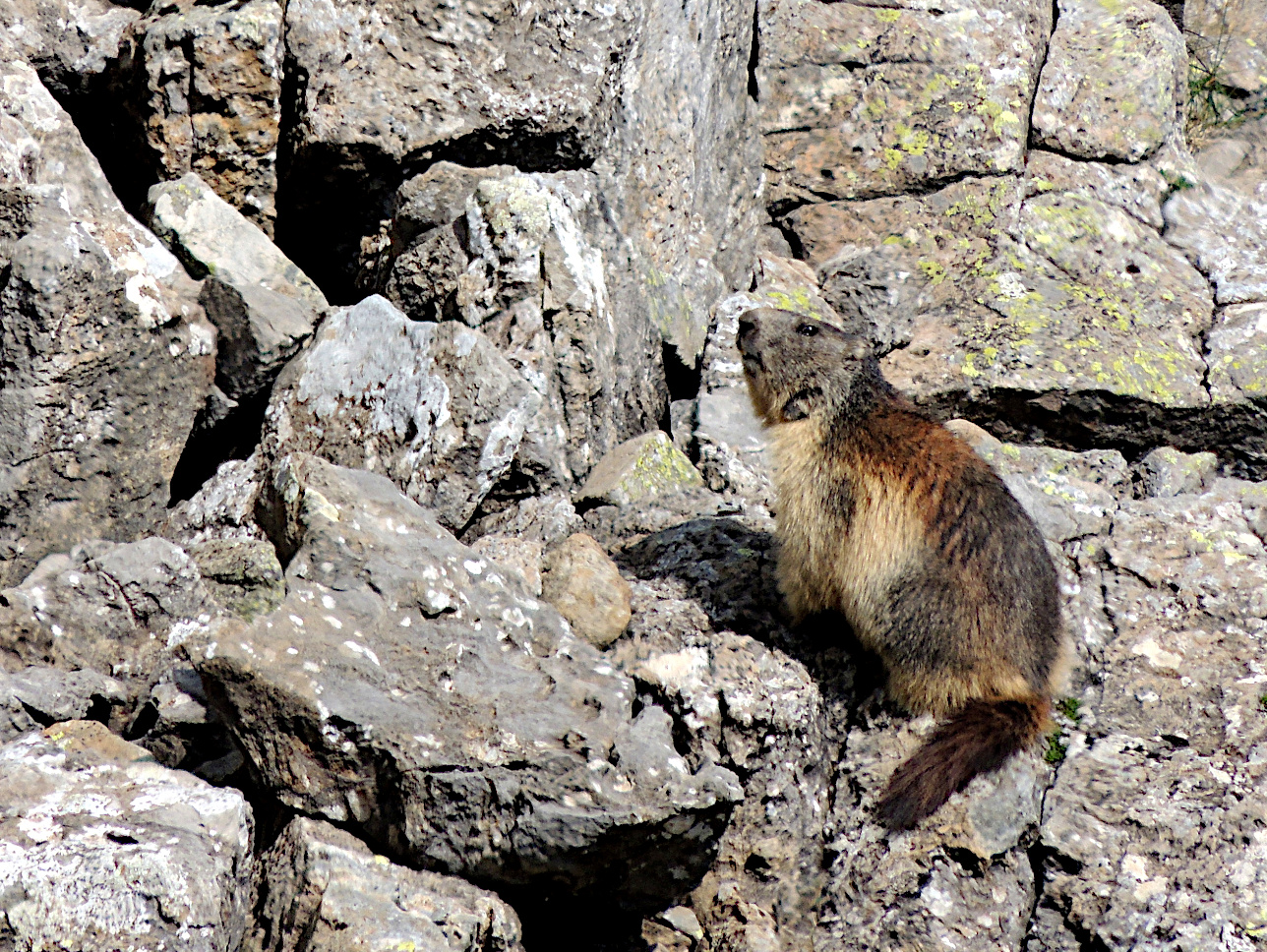 Marmota alpina (Marmota marmota)