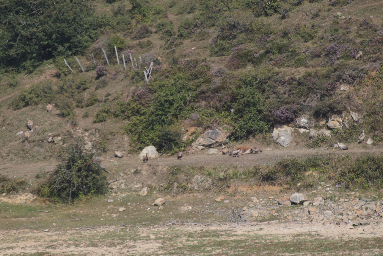Grupo de buitres con una carroña de ganado