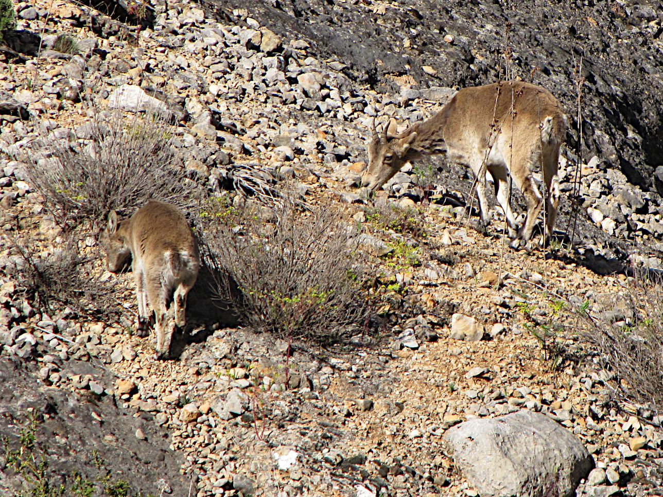 Cabra montés (Capra pyrenaica)